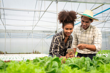 African american couple checking quality of salad vegetables on smartphone in hydroponic greenhouse