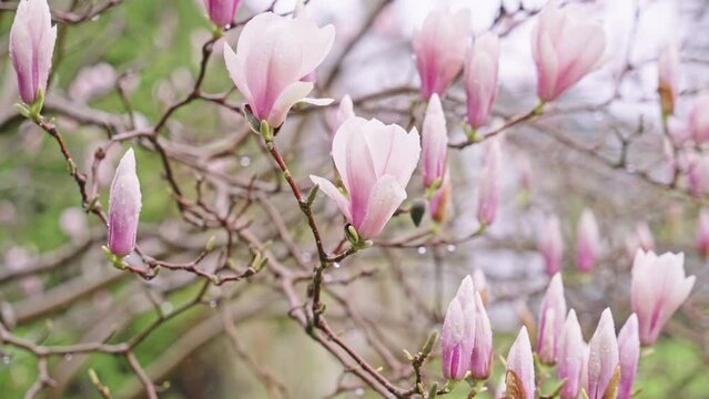 Beautiful pink magnolia flowers on a blooming tree