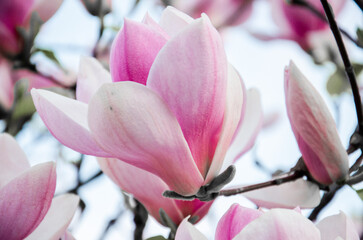 Fototapeta na wymiar Beautiful pink magnolia blossom in the park stock photo