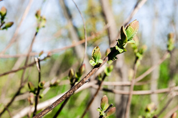 Green leaves on spring branches stock photo
