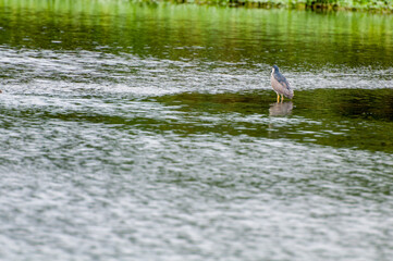 The egret in the green pond has an elegant posture, a thriving natural ecology, a beautiful environment, and atranquil and peaceful atmosphere. It was photographed at the Guanlu Pavilion in West Lake 
