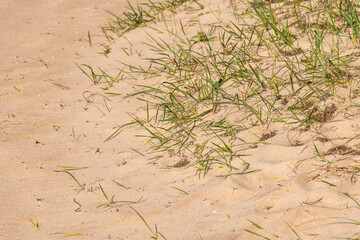 Grass Witholding The Sand