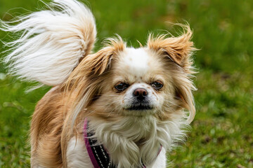 portrait of a chihuahua