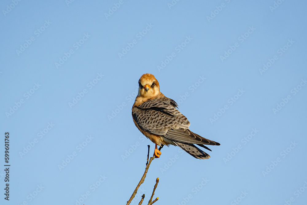 Wall mural red-footed falcon (falco vespertinus) perched on a tree branch