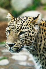 Naklejka na ściany i meble Portrait of a predatory spotted animal Leopard