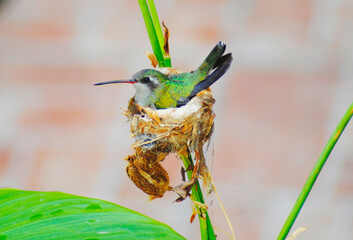 Colibri nest  © Dan Michel
