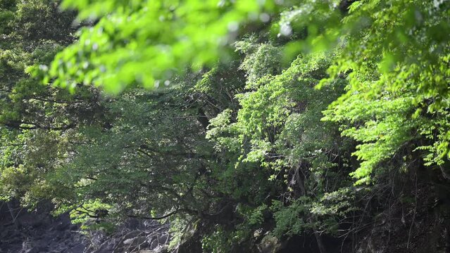 夏や新緑の背景に使いやすい美しい田舎の上流の河川の動画