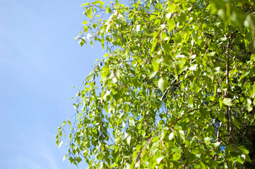 Fresh birch branches in springtime.