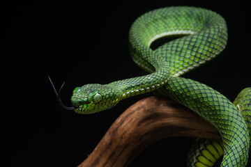 Portrait of a new species of green pit viper, Trimeresurus Calamitas native to nias Island of Indonesia with solid black background