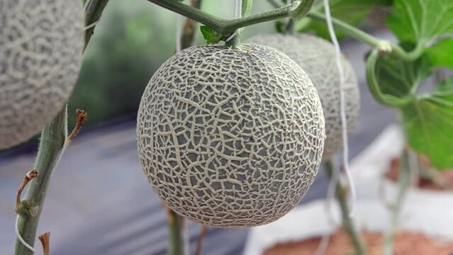 green melon plants growing in greenhouse supported by string nets