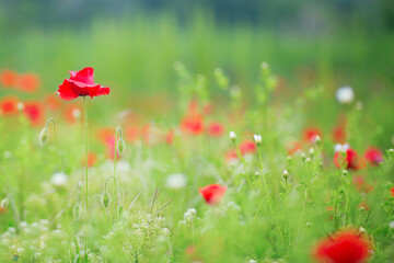 Fototapeta premium Beautiful poppy meadow