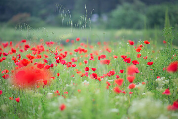 Obraz premium Beautiful poppy meadow