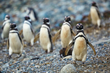 Naklejka premium Magellanic penguins in natural environment