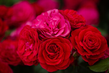 絢爛薔薇園