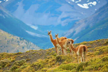Guanacoes in Torres del Paine national park