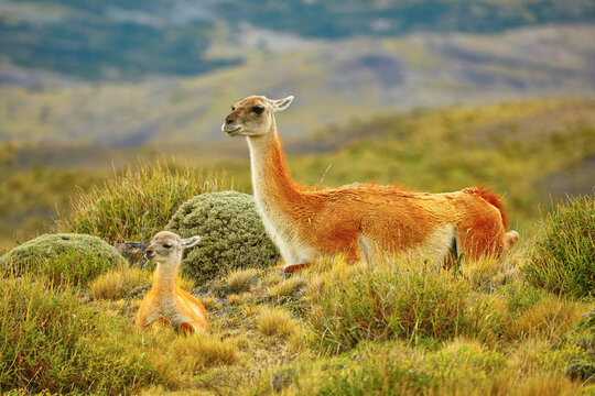 Mother guanaco with its baby