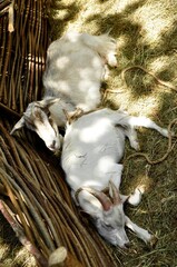 Animals are a traditionally (since the time of Aristotle) distinguished category of organisms, currently considered as a biological kingdom. Animals are the main object of zoology study.