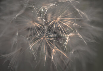 texture or quantum world of dandelion