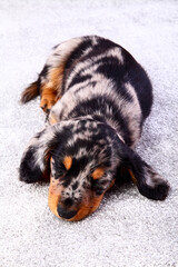 Sleeping dapple dachshund puppy laid on a grey carpet