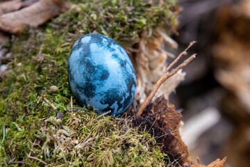 Krāsota paipalu ola zilā krāsa uz klints sūnās