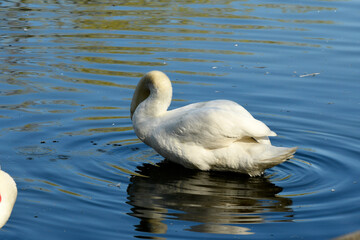 Naklejka premium Animals are a traditionally (since the time of Aristotle) distinguished category of organisms, currently considered as a biological kingdom. Animals are the main object of zoology study.