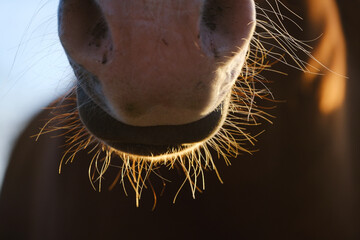 Sorrel horse with pink nose and whiskers closeup.