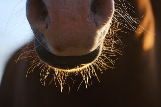 Sorrel horse with pink nose and whiskers closeup.