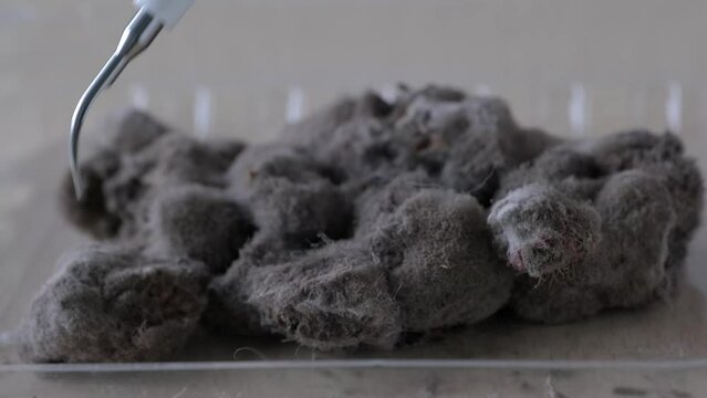 close-up microscopic fungi form characteristic mold deposits on surface organic substrates, blueberries covered gray fluffy mold, concept scientific research on antibiotics, production of penicillin