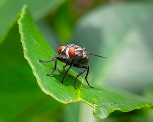 A picture of a Housefly. Captured and edited using an android smartphone