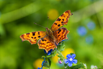 butterfly on flower
