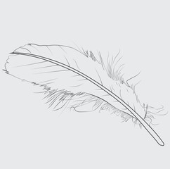 Bird Feather black silhouettes, Vector isolated on white, Bird feather line art, Set of bird feathers, Hand-drawn illustration converted to vector, Outline with transparent background.