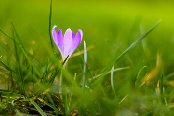 lila krokus