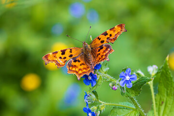 butterfly on flower