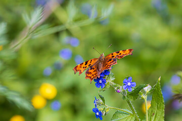 butterfly on flower