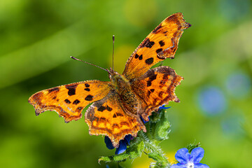 butterfly on flower
