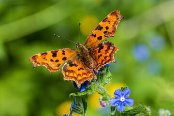 butterfly on flower