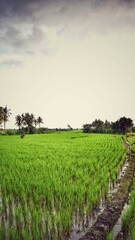 Fototapeta na wymiar the beauty of green rice fields in bali
