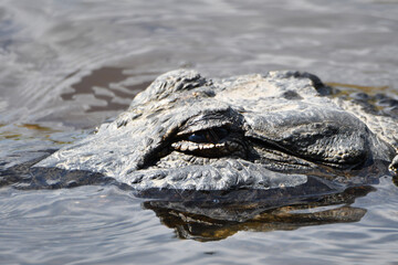 Alligator in water