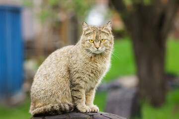 Naklejka na ściany i meble Gray striped cat walks on a leash on green grass outdoors..