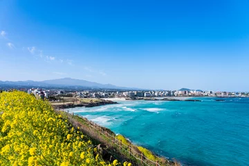 Fotobehang Hamdeok Beach, Jeju, South Korea, where you can see beautiful mountains, blue sky, and yellow canola flowers © SeungWon