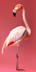 Obraz premium An Isolated Flamingo on a Vibrant Pink Background. Generative AI