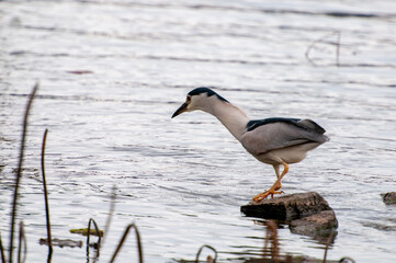 The herons searching for food in the lotus pond are graceful and dynamic, with a thriving natural ecology, beautiful environment, and a tranquil and peaceful atmosphere. They were photographed at the 