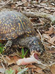 A Focus Stacked Close-up Image of an Easten Box Turtle Eating a Blusher Mushroom - 599613797