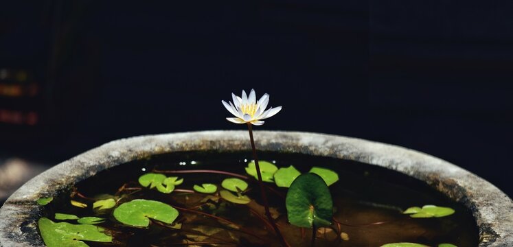 beautiful lotus flower on a black background