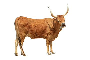 Longhorn cattle are truly a symbol of the western frontier and remain a vital part of the beef industry in the United States. Longhorn cow isolated on white background.