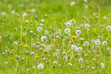 The field of dandelions is a breathtaking sight to behold. As far as the eye can see, there are millions of golden flowers swaying gently in the breeze, each one a testament to the beauty of nature.