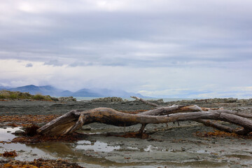 Dead Tree on Coast