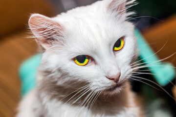 White fluffy cat with big yellow eyes close up	
