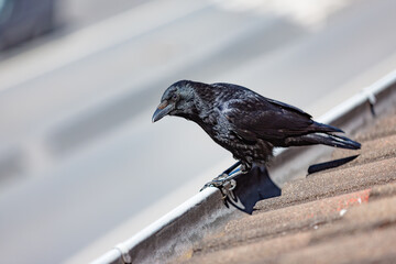 black_crow