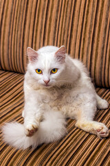 White fluffy cat sits on the couch and looks at the camera with curiosity	
